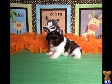 shih tzu puppy posted by little paws kennel